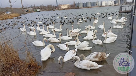 Одесский зоопарк выпустил на свободу пострадавших от войны лебедей - 285x160