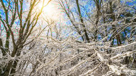 Не збивайте лід з дерев — помилка, що може знищити сад - 285x160