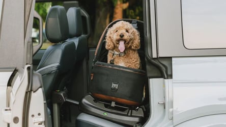 Як подорожувати машиною з домашніми тваринами — сім порад для безпеки - 285x160