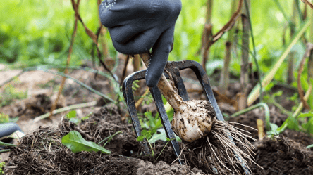 Лучшие соседи для чеснока — урожай вырастет вдвое - 285x160