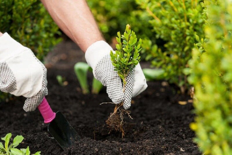 Процесс пересадки растений в саду