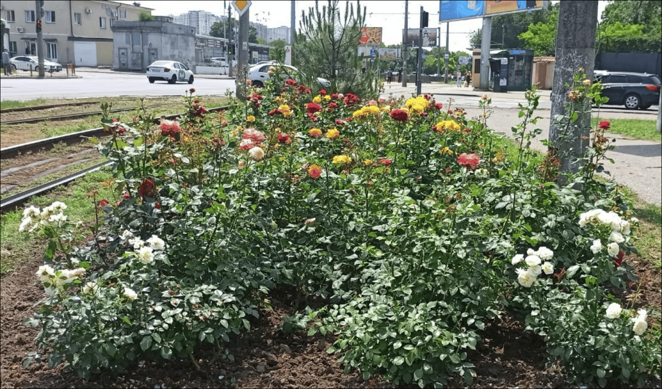 Дерзкий вандализм — в Одессе украли целую клумбу цветов - фото 1
