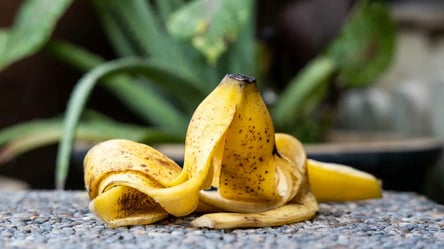 Добриво з бананових шкірок — як використовувати правильно - 290x166