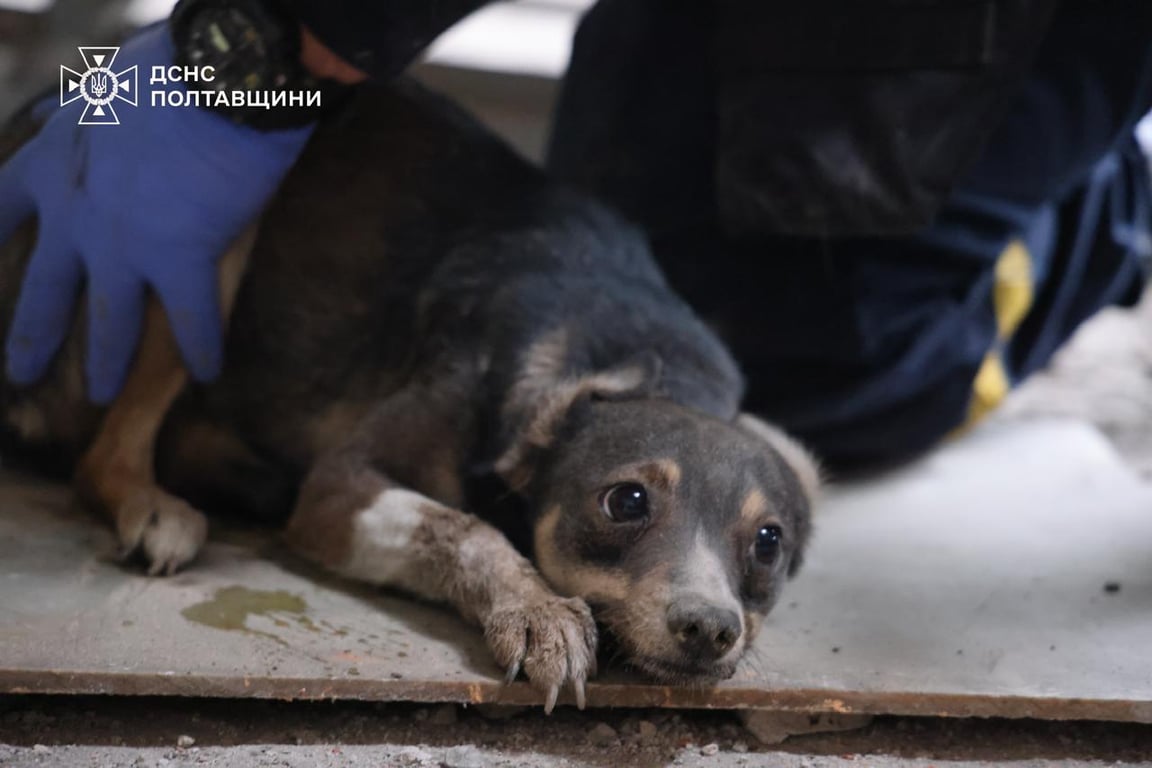 На Полтавщині рятувальники дістали з-під завалів цуценят — фото - фото 1