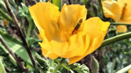 Осіннє диво — на Одещині розквітла рідкісна квітка - 290x166