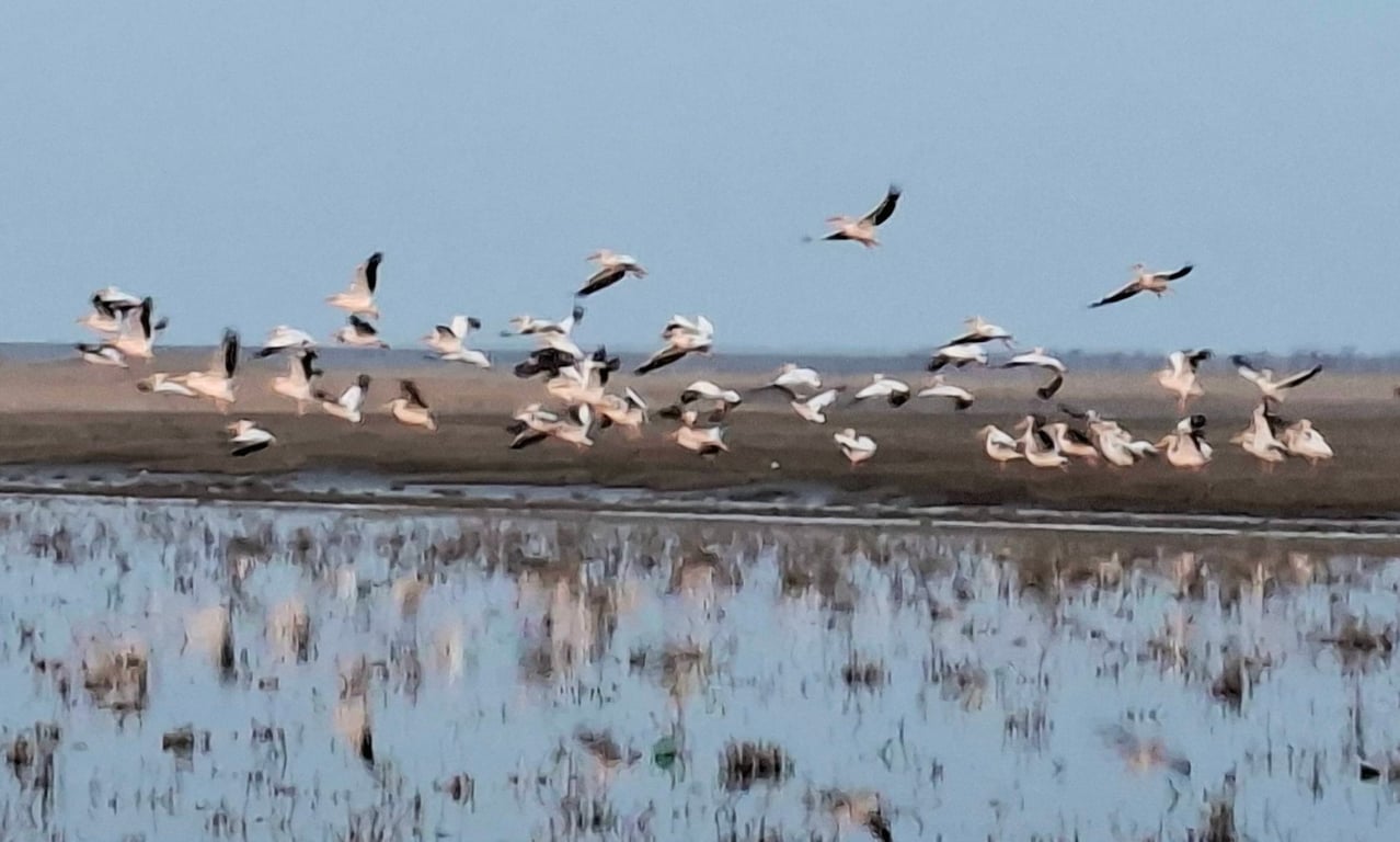 Пелікани на Одещині