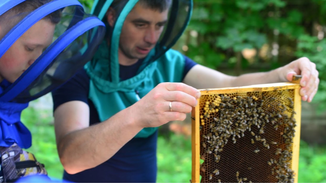 Де найкраще розміщати вулики