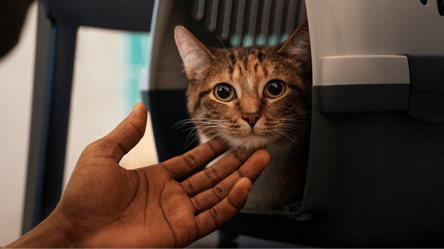 Тварини в транспорті Києва — які є умови для власників - 285x160