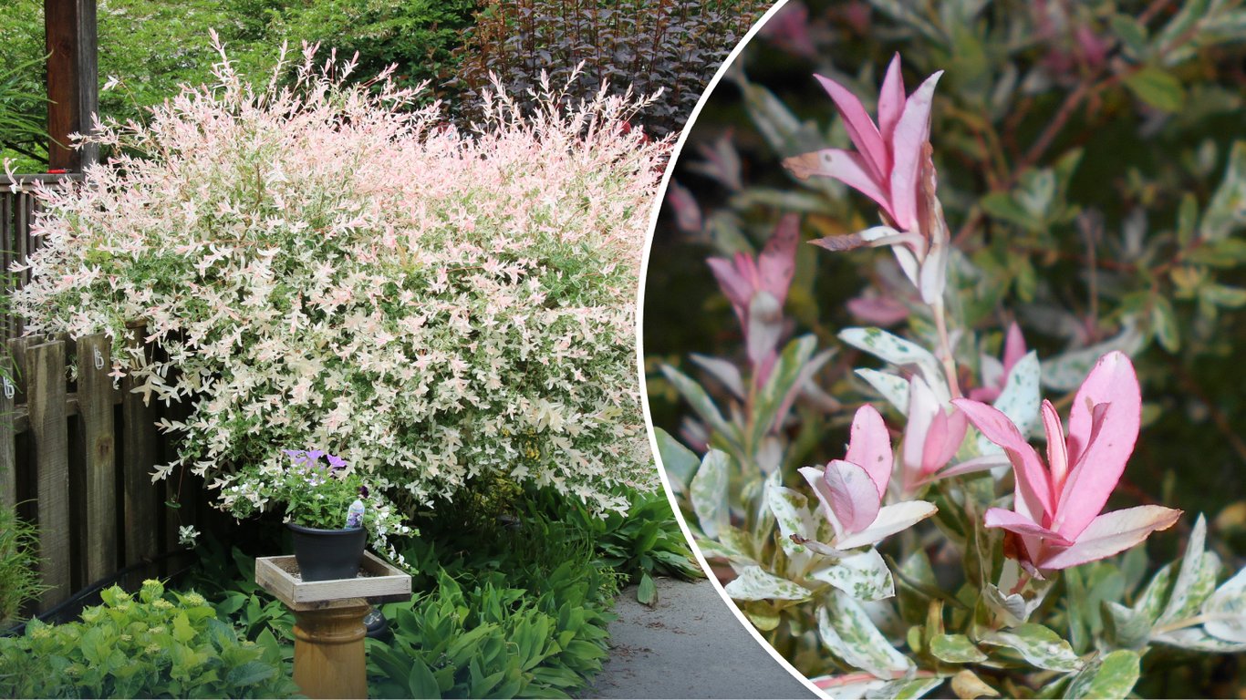 Японська верба (Salix integra, сорт "Хакуро-Нішики")