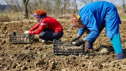 Рукколу или борщевой набор — что украинцам советуют сеять на огородах - 285x160