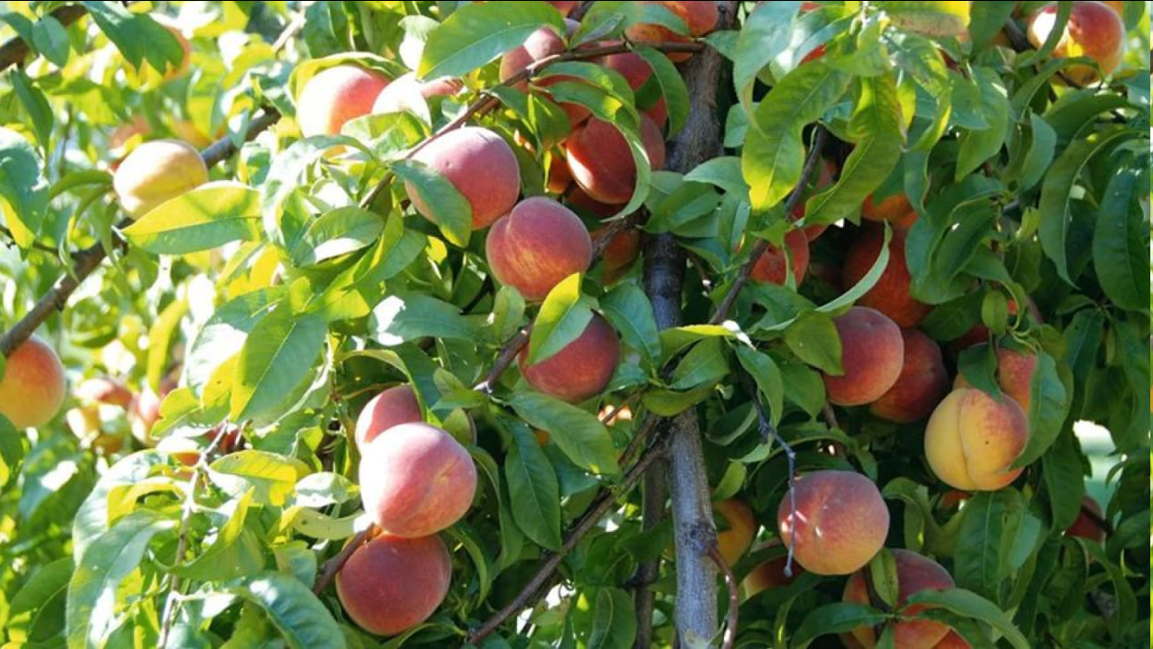 Ці дерева найкраще садити саме в серпні — секрети садівників - фото 4