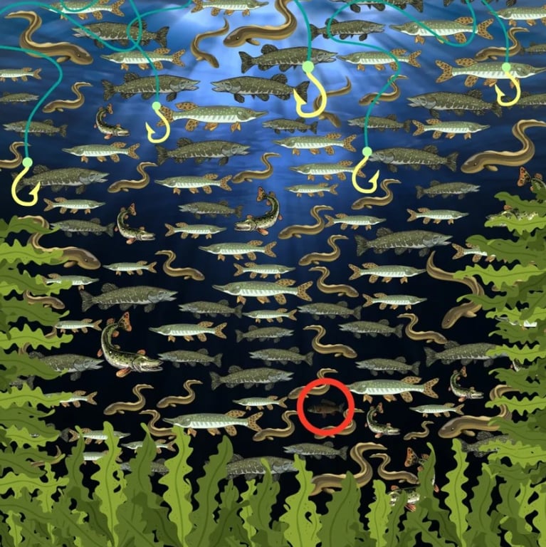 Среди рыбного разнообразия реки найдите карпа за 30 секунд - фото 2