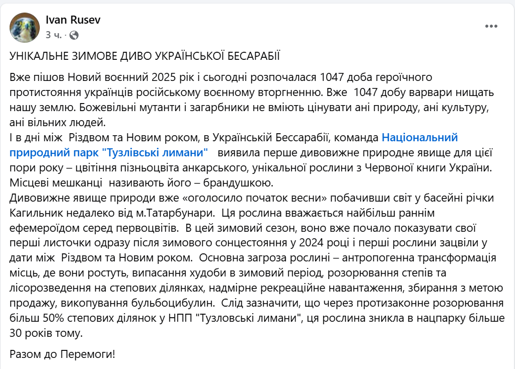 На Одещині серед зими розквітла унікальна червонокнижна рослина - фото 1