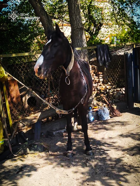 На Львівщині ДСНС врятувала коня — що відомо - фото 3
