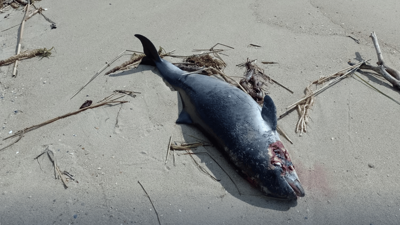 На узбережжя Одещини хвилями винесло мертвих дельфінів