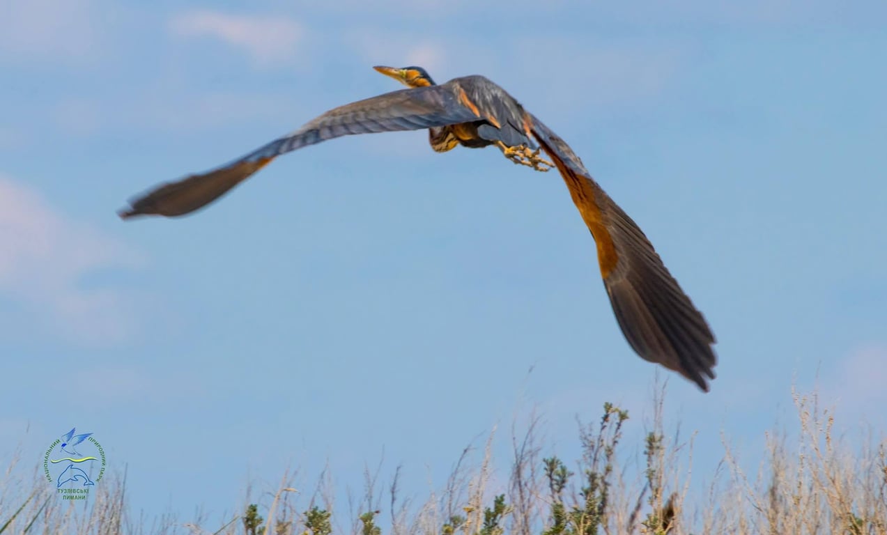 Руда папля в під час польоту