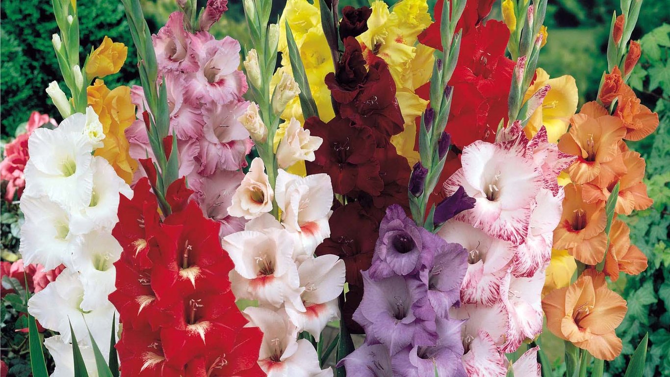 Гладиолусы