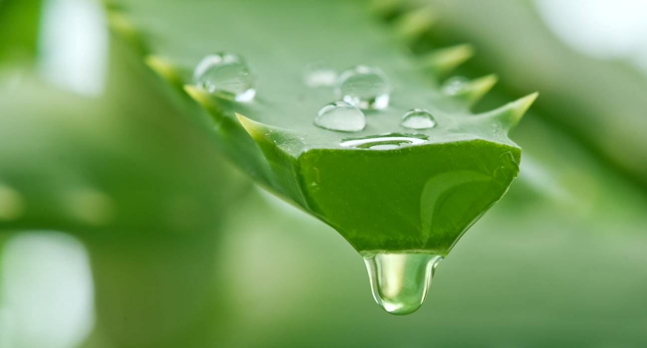 Сок алоэ