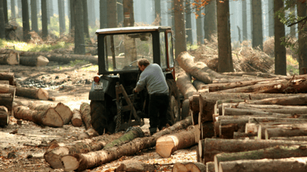 Суд Львова зобов'язав користувача лісу повернути 1 млн гривень збитків за незаконне вирубування - 285x160
