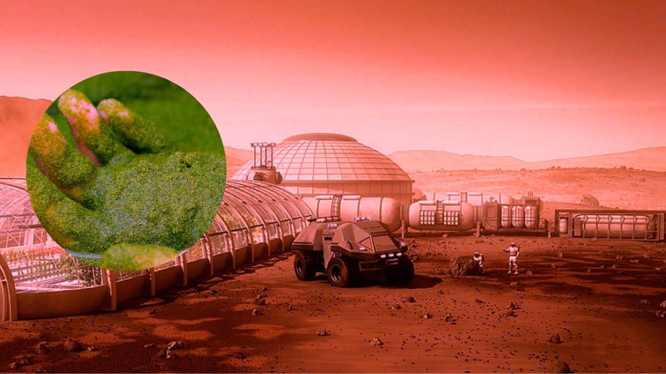 Вчені знайшли рослину, яка стане джерелом їжі та кисню при освоєнні Марса