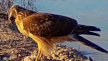 На Одесчине поселились редкие краснокнижные птицы - 285x160