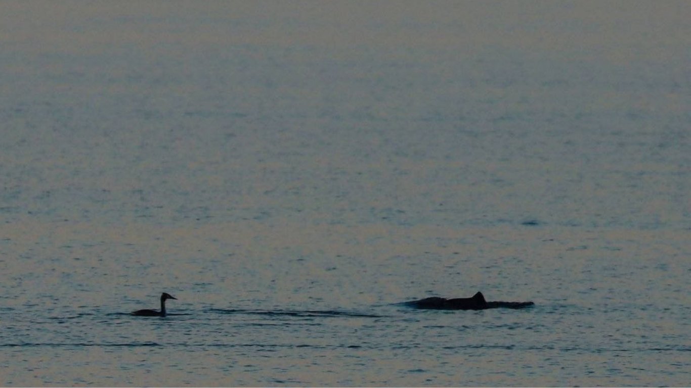 Біля берегів Одещини з'явилися перші дельфіни після зими