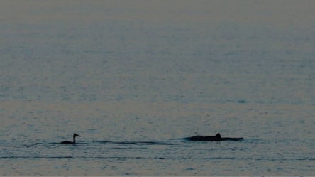 Біля берегів Одещини з'явилися перші дельфіни після зими - 290x166