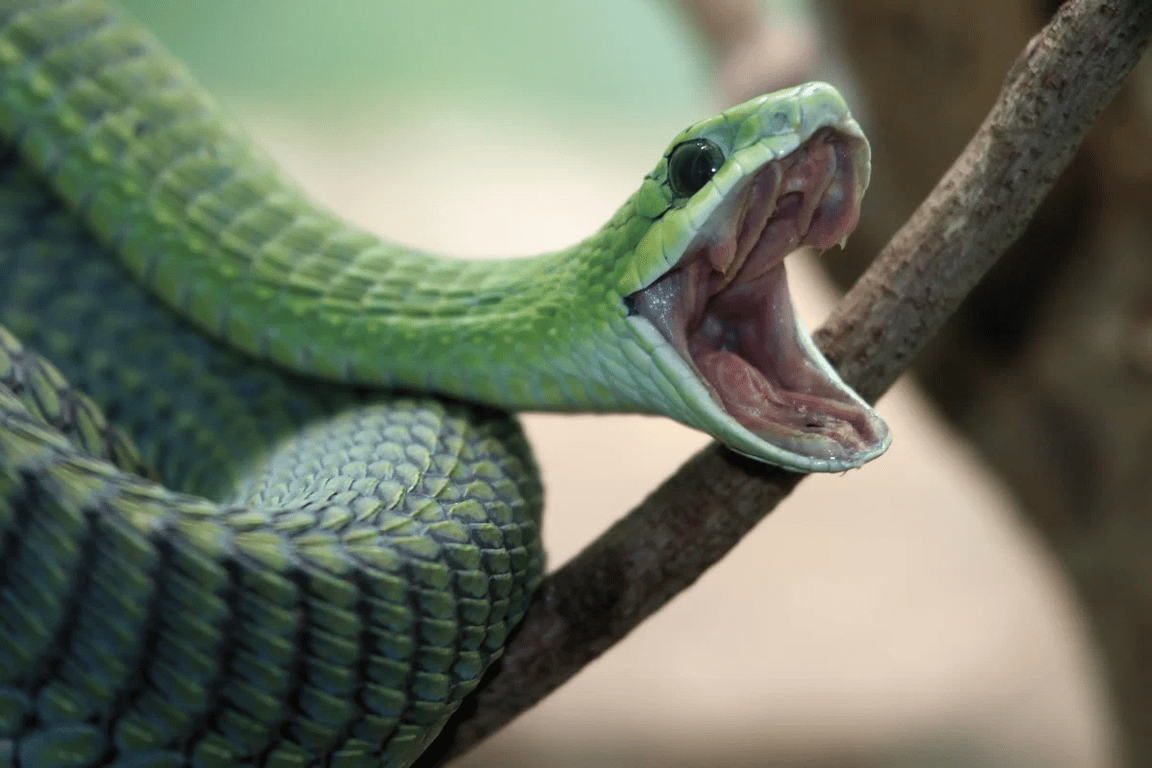 ядовитые змеи