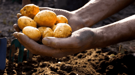 Не викидайте дрібну картоплю — вона стане добривом і кормом - 285x160