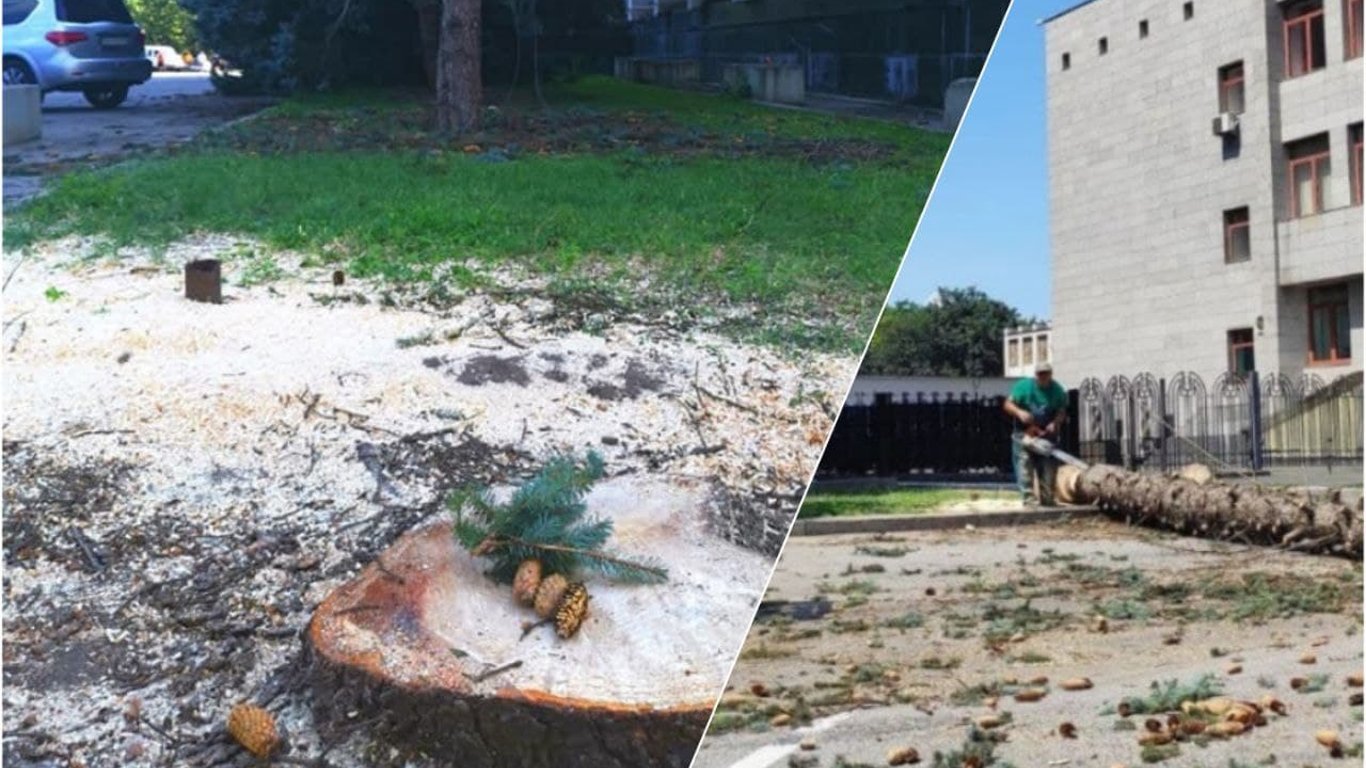 “Декомунізація” ялинок - скандал навколо спиляних дерев поряд з ОДА