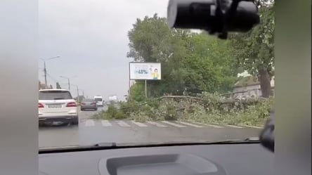 Дерево рухнуло на пешеходный переход и заблокировало дорогу в Харькове. Видео - 285x160