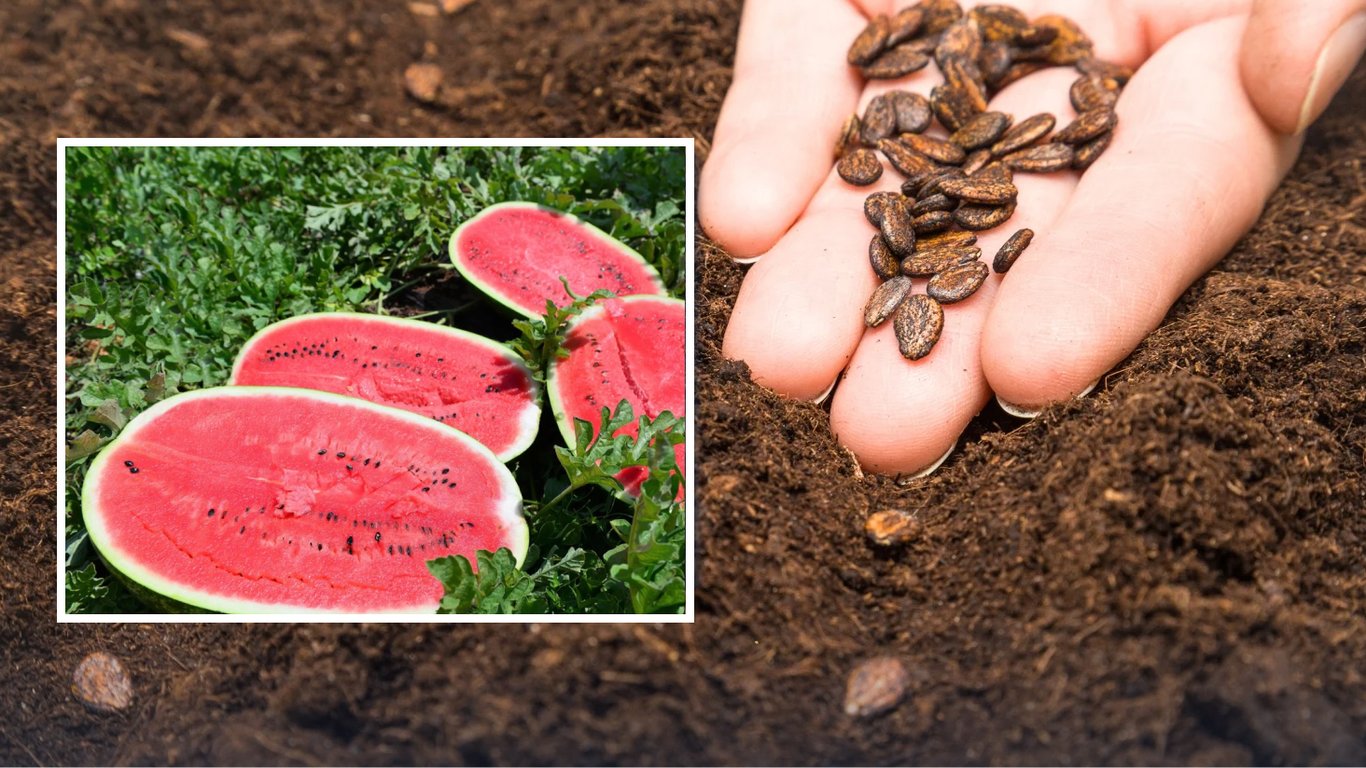 Коли сіяти кавуни у травні 2026: погодні умови та місячний календар