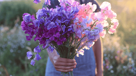 Как можно вырастить красивый ароматный горошек — советы для садоводов - 285x160