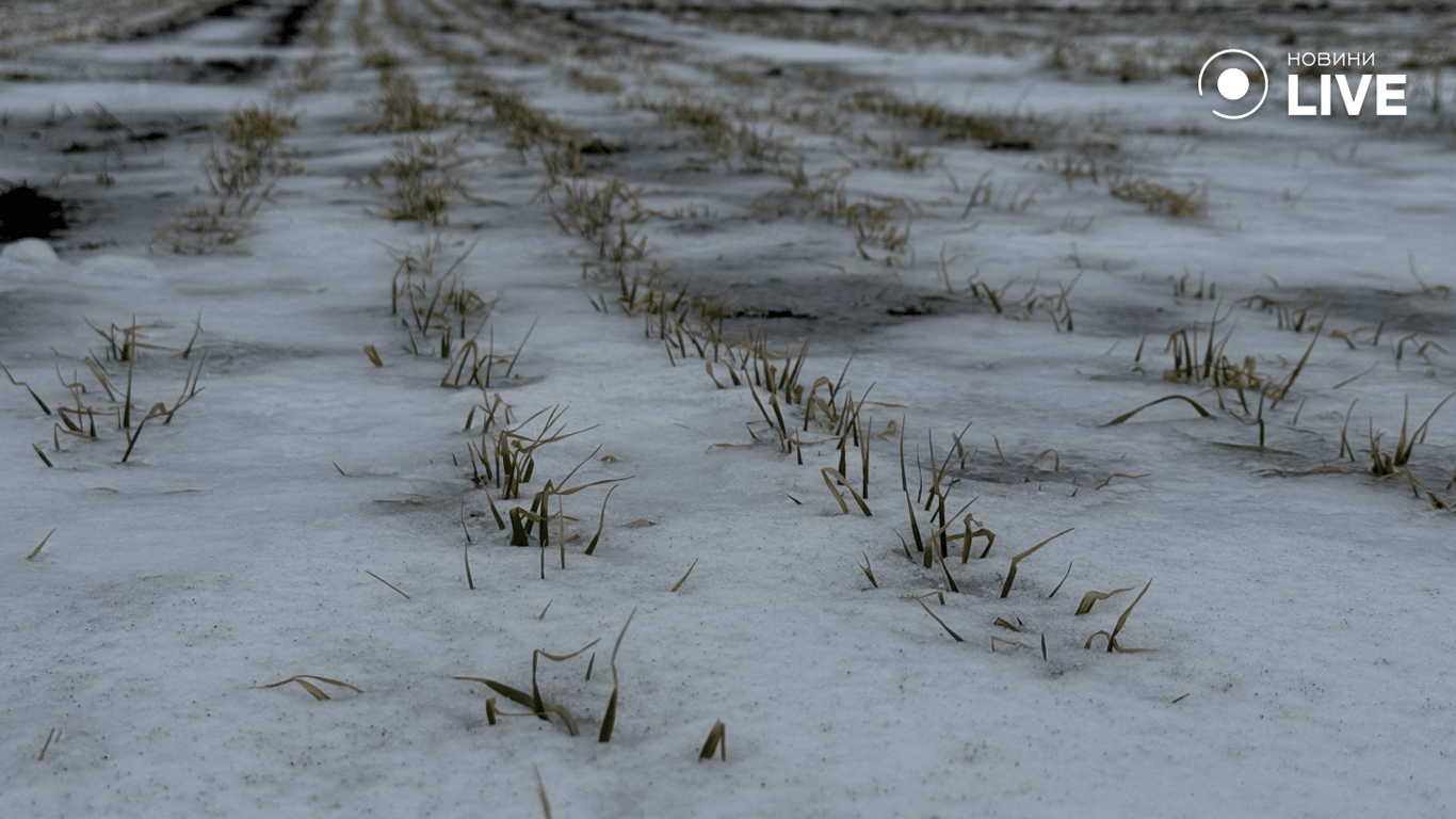 Виснажений ґрунт та зледеніння – чи буде врожай на Одещині у 2026 - фото 2