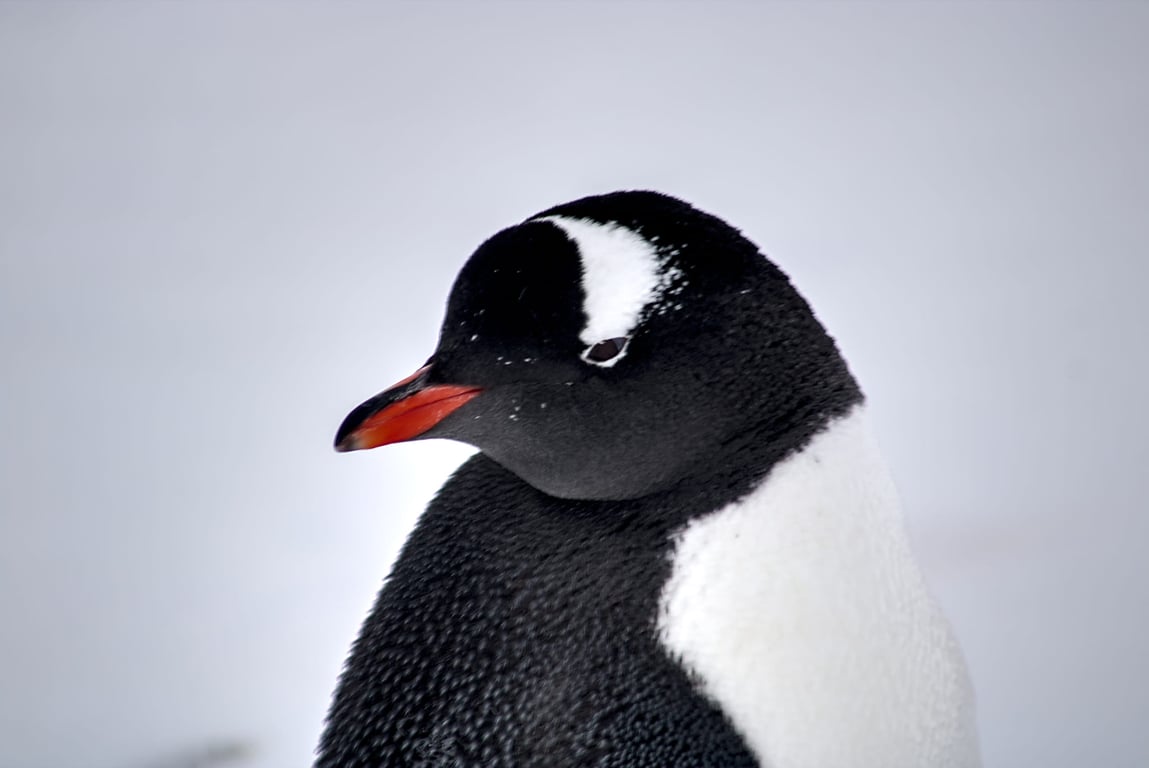 Пингвин. Фото: Национальный антарктический научный центр/Александр Мацибура и Анна Соина