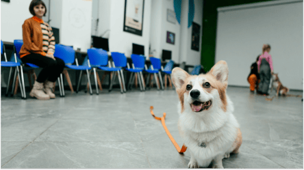 Проїзд з тваринами та оренда житла — досвід країн Європи та США - 285x160