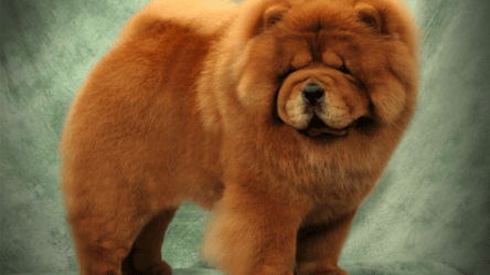 Собака, схожий на плюшевого ведмедика — що відомо про чау-чау - 285x160