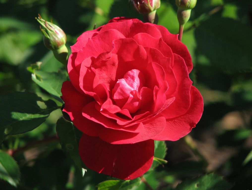 Яку паркову троянду посадити в саду — Аделаїда Худлес