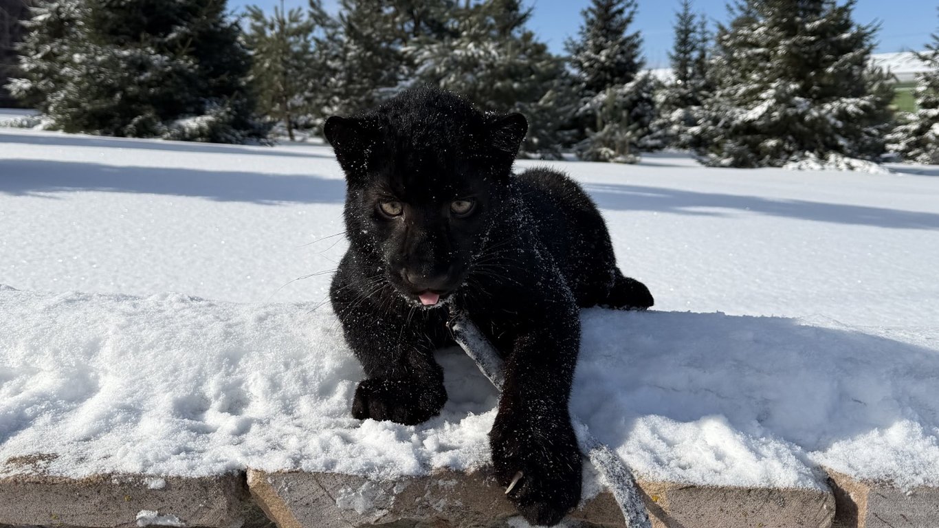 В парке "XII Місяців" родился уникальный черный леопардик