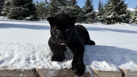 У парку "XII Місяців" народилося унікальне чорне леопардиня - 285x160