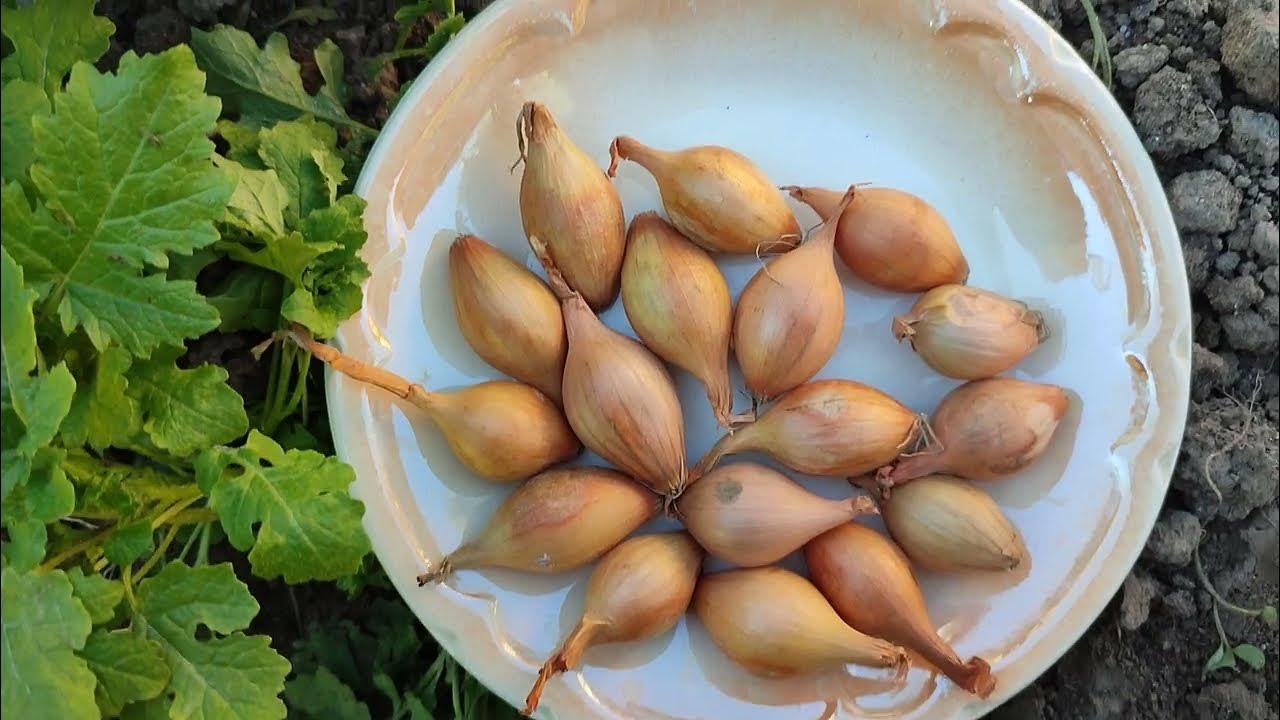 Луковицы в тарелке