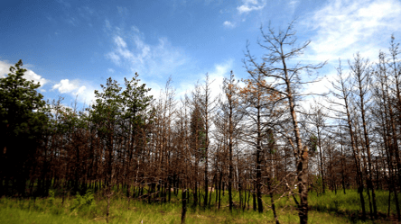 Срок "жизни" радиации — когда Чернобыль станет безопасным - 285x160