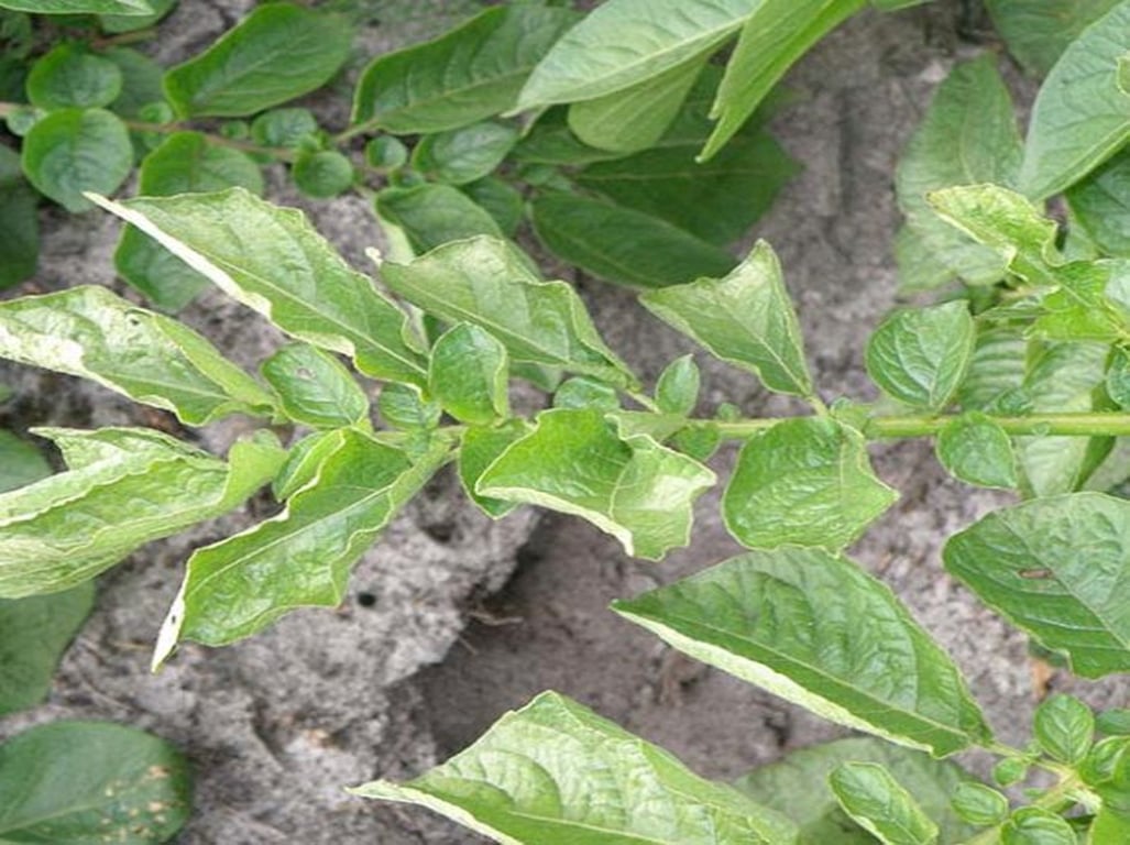 Листья картошки