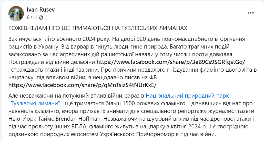 На Тузлівських лиманах, що на Одещині, досі залишаються понад тисячу рожевих фламінго - фото 1