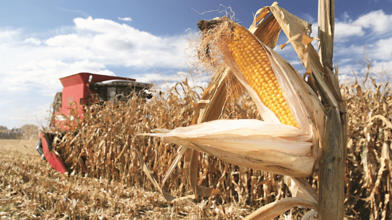 Цены на зерновые в Украине по состоянию на 26 января 2024 года — сколько стоит кукуруза