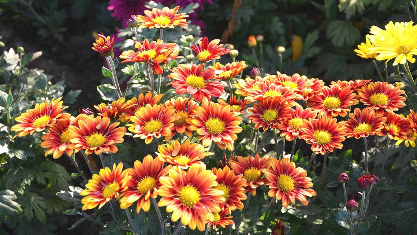 Які квіти посадити у вересні, щоб цвіли до зими