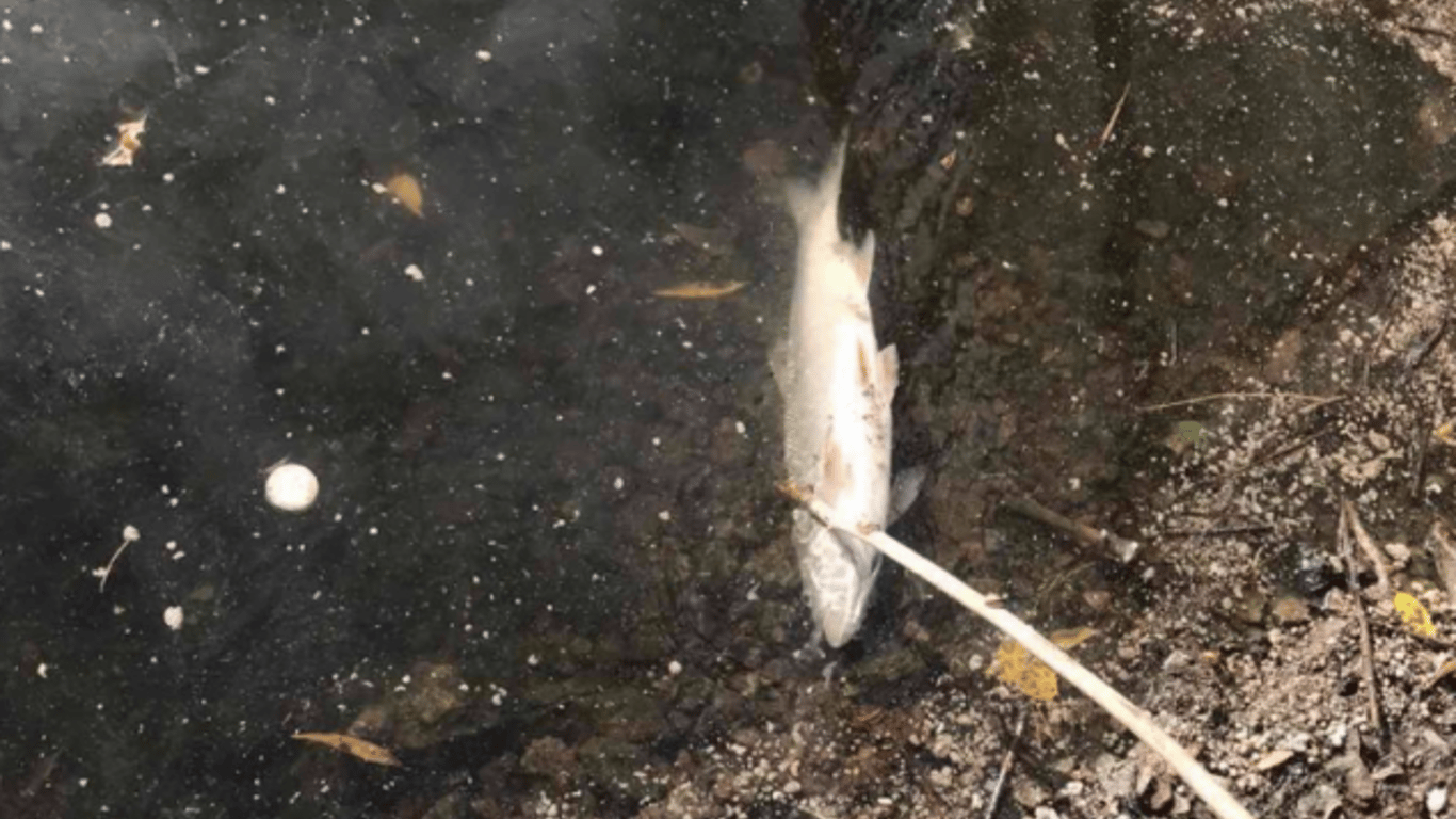 В Киеве на Оболони местные жители обнаружили мор рыбы