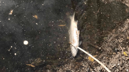 Киевляне жалуются на замор рыбы в озере на Оболони - 285x160