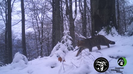 У національному парку на Львівщині зафіксували величезного кота. Фото - 285x160