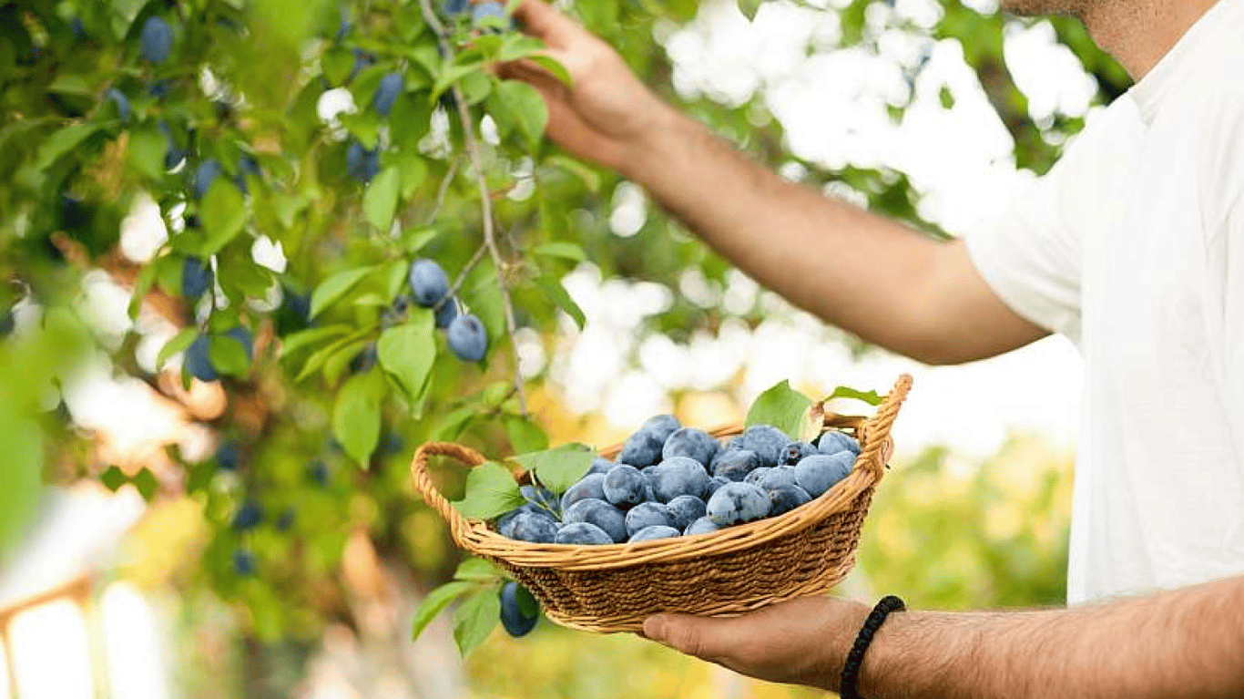 Чоловік збирає сливи в саду.